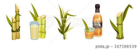 Sugar Cane Green Plant Stem with Leaf and Rum Drink Vector Set 107166539