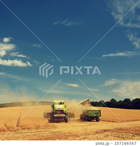 Combine harvester dumps harvested wheat into truck. Farm scene. Farming harvest season. 107166567