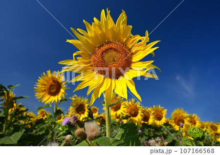 Sunflower - beautiful yellow flowers with blue sky. Nature colorful background and concept for summer. 107166568