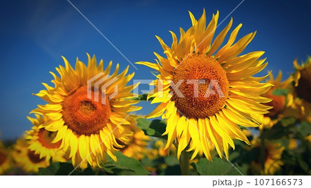 Beautiful yellow flowers - sunflowers in nature with blue sky. Summer background. 107166573