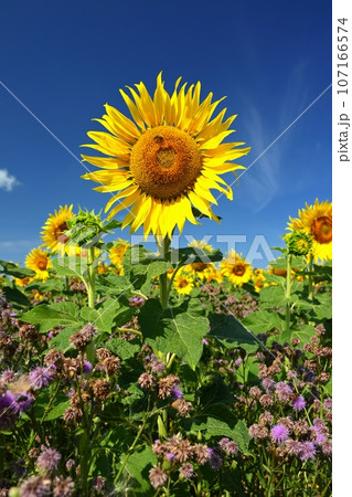 Beautiful yellow flowers - sunflowers in nature with blue sky. Summer background. 107166574