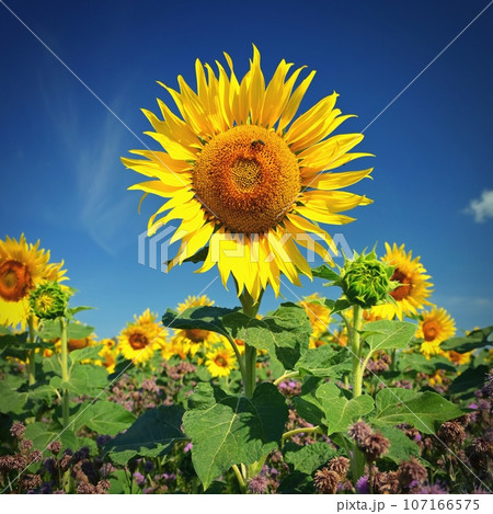 Beautiful yellow flowers - sunflowers in nature with blue sky. Summer background. 107166575