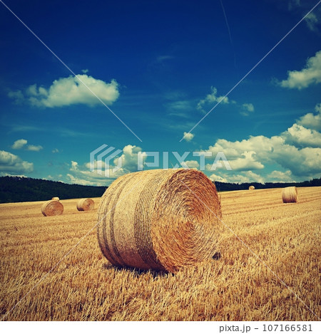 Beautiful summer landscape. Agricultural field. Round bundles of dry grass in the field with bleu sky and sun. Hay bale - haystack. 107166581