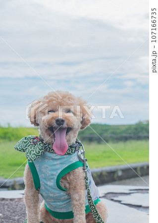 犬と散歩 犬と散歩 107166735