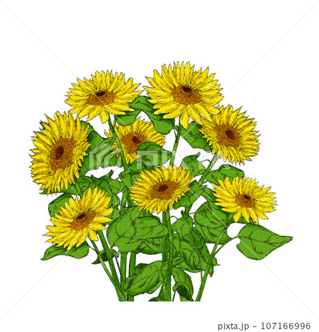 ひまわりのイラスト素材 107166996