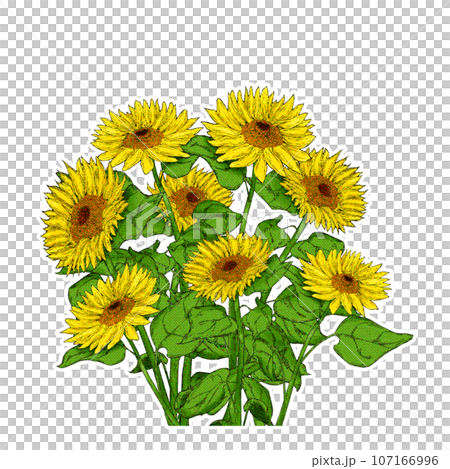 向日葵插圖素材 107166996