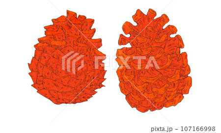 松ぼっくりのイラスト素材 107166998