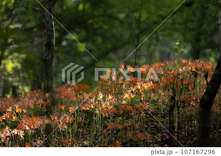 オオキツネノカミソリ群生地 愛知県豊田市 オオキツネノカミソリ群生地 愛知県豊田市 107167296