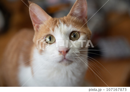 見つめる猫　茶トラ白 107167873