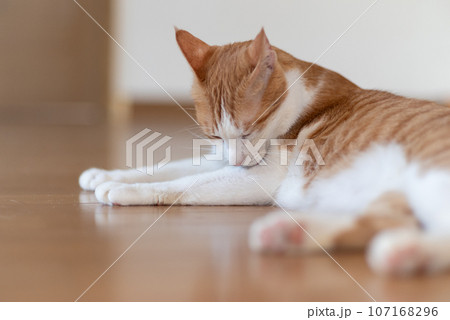 毛繕いをする猫 茶トラ白 毛繕いをする猫 茶トラ白 107168296