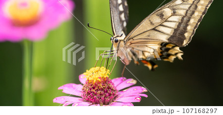花にとまるキアゲハ 107168297