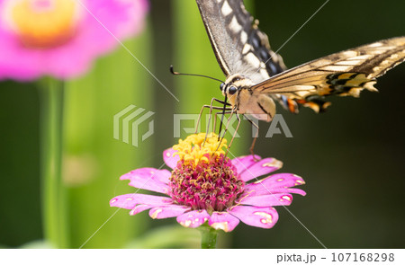 花にとまるキアゲハ 107168298