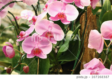 Close up of orchids bouquet with natural background, beautiful blooming orchid flower in the garden. 107168387