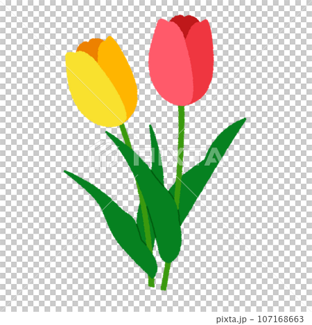 Tulip illustration 107168663