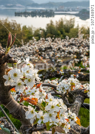 二十世紀梨の花(鳥取県湯梨浜町) 二十世紀梨の花(鳥取県湯梨浜町) 107168971