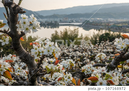 二十世紀梨の花(鳥取県湯梨浜町) 二十世紀梨の花(鳥取県湯梨浜町) 107168972