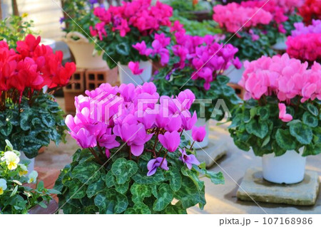 鮮やかに咲くシクラメンの花 107168986