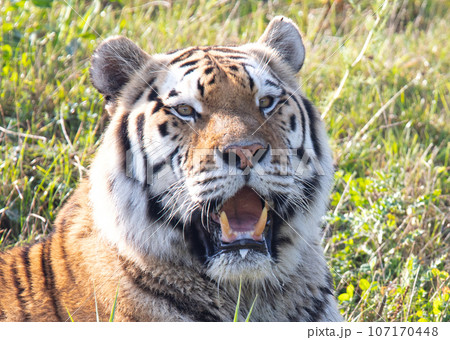 Amour tiger on the green grass 107170448