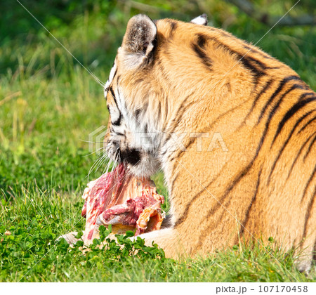 Amour tiger in the grass, eating Amour tiger in the grass, eating 107170458