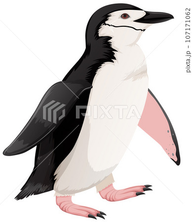 Chinstrap Penguin on White Background Chinstrap Penguin on White Background 107171062
