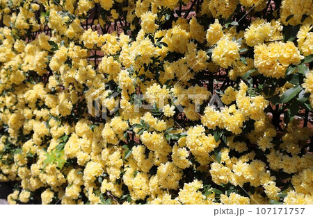 黄色い木香薔薇の花 黄色い木香薔薇の花 107171757