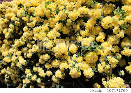 黄色い木香薔薇の花 107171760