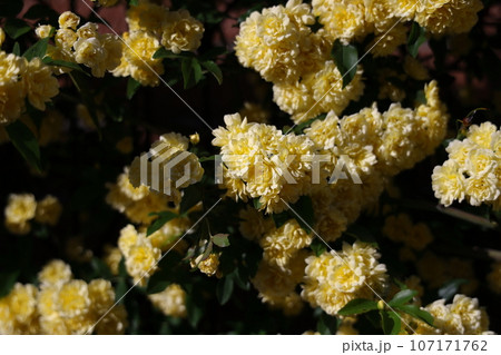 黄色い木香薔薇の花 黄色い木香薔薇の花 107171762
