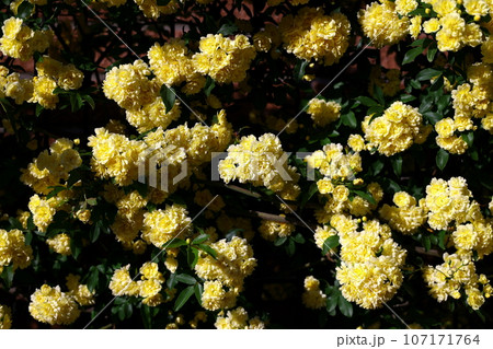 黄色い木香薔薇の花 107171764