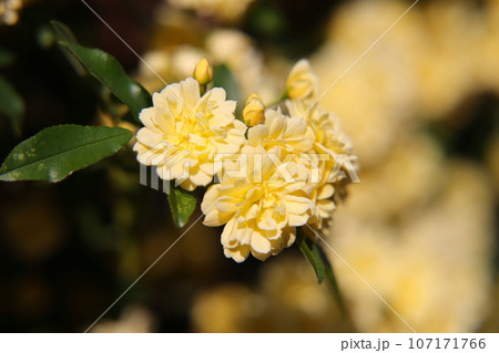 黄色い木香薔薇の花 107171766