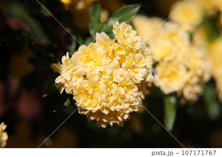 黄色い木香薔薇の花 黄色い木香薔薇の花 107171767
