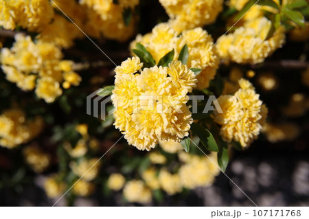 黄色い木香薔薇の花 107171768