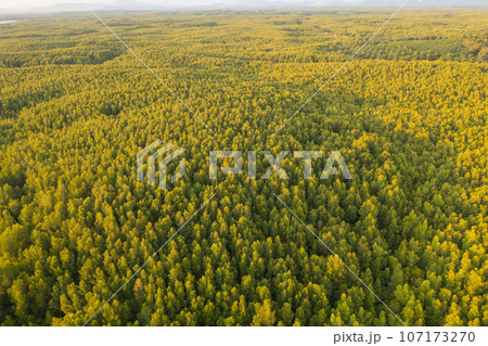 Aerial top view of lush green trees from above in tropical forest in national park in summer season. Natural landscape. Pattern texture background. Aerial top view of lush green trees from above in tropical forest in national park in summer season. Natural landscape. Pattern texture background. 107173270