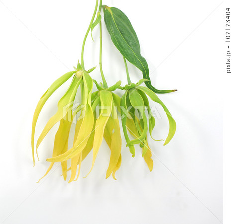 ylang ylang flower isolated on white background ylang ylang flower isolated on white background 107173404