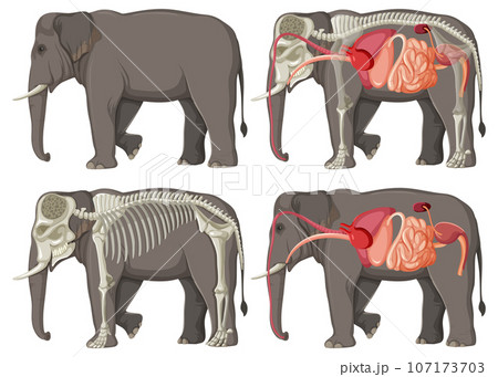 Internal Organs Anatomy of an Elephant Internal Organs Anatomy of an Elephant 107173703