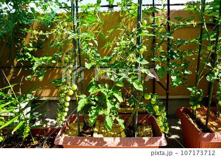 家庭菜園　プランターで野菜作り　ミニトマトがいっぱい 107173712