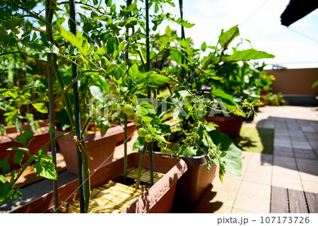 ルーフバルコニーで家庭菜園　プランター栽培の野菜作り　ミニトマトやナス 107173726