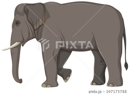 Elephant Anatomy Concept for Science Education 107173788