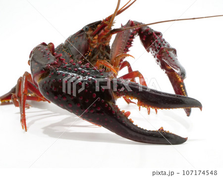 ハニタス#リアルザリガニ Amazon.co.jp: ザリガニ フィギュア リアル 生き物 自然