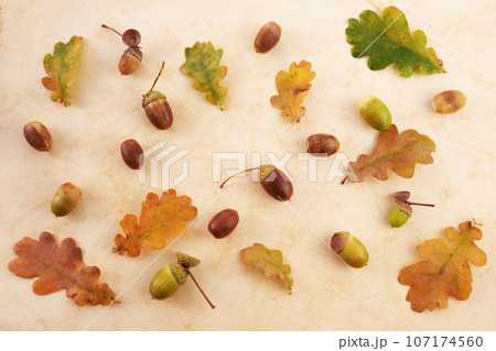 Top view of acorns and oak leaves on vintage background. Autumn forest stuff. Top view of acorns and oak leaves on vintage background. Autumn forest stuff. 107174560