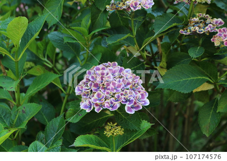 広島　三景園の紫陽花 107174576
