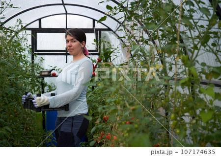 Woman harvesting tomatoes in a greenhouse. Woman harvesting tomatoes in a greenhouse. 107174635