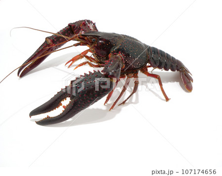 外来種のアメリカザリガニ 外来種のアメリカザリガニ 107174656