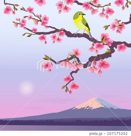 illustration with sakura and fujiyama 107175202