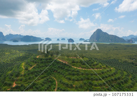 Aerial top view of Samet Nangshe, Phang Nga, lush green trees from above in tropical forest in national park in summer season. Natural landscape. Pattern texture background. 107175331