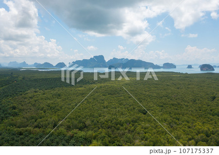 Aerial top view of Samet Nangshe, Phang Nga, lush green trees from above in tropical forest in national park in summer season. Natural landscape. Pattern texture background. 107175337