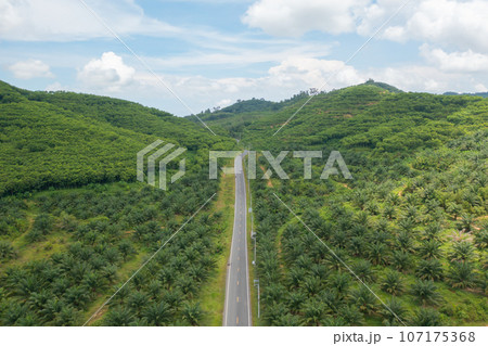 Aerial top view of Samet Nangshe, Phang Nga, lush green trees from above in tropical forest in national park in summer season. Natural landscape. Pattern texture background. Aerial top view of Samet Nangshe, Phang Nga, lush green trees from above in tropical forest in national park in summer season. Natural landscape. Pattern texture background. 107175368
