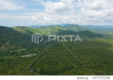 Aerial top view of Samet Nangshe, Phang Nga, lush green trees from above in tropical forest in national park in summer season. Natural landscape. Pattern texture background. 107175399