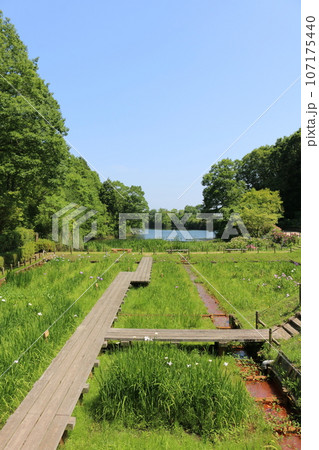 広島　三景園の花菖蒲 107175440
