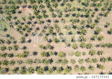 Aerial view of coconut or palm trees. Nature landscape forest background in agriculture farm concept, Ratchaburi, Thailand. Food crops. Aerial view of coconut or palm trees. Nature landscape forest background in agriculture farm concept, Ratchaburi, Thailand. Food crops. 107175541