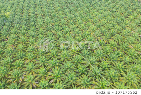Aerial view of coconut or palm trees. Nature landscape forest background in agriculture farm concept, Ratchaburi, Thailand. Food crops. Aerial view of coconut or palm trees. Nature landscape forest background in agriculture farm concept, Ratchaburi, Thailand. Food crops. 107175562